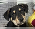 Small #3 Siberian Husky