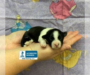 Morkie Puppy for sale in WINNSBORO, LA, USA