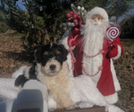Puppy Dasher Bernedoodle (Miniature)