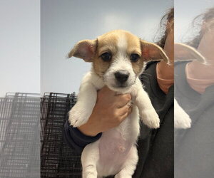 Mutt Dogs for adoption in Gilberts, IL, USA