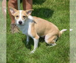 Small #3 Border Collie Mix