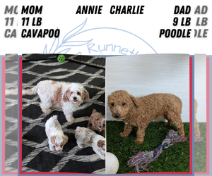 Mother of the Cavapoo (Miniature) puppies born on 10/27/2025