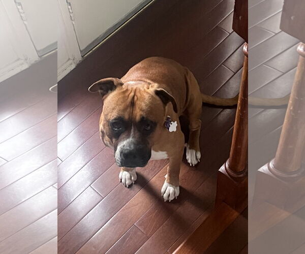 Medium Photo #5 Boxer Puppy For Sale in  Katy, TX, USA