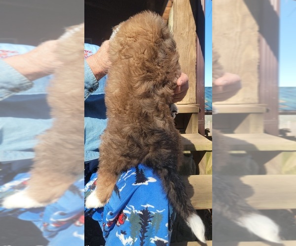 Medium Photo #17 Great Bernese-Poodle (Standard) Mix Puppy For Sale in JONESVILLE, VA, USA