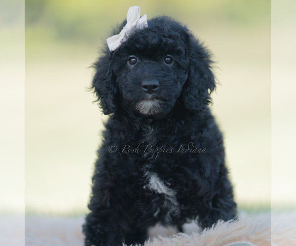 Medium Photo #1 Goldendoodle (Miniature) Puppy For Sale in WARSAW, IN, USA