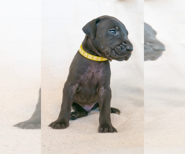 Medium Photo #4 Great Dane Puppy For Sale in KANAB, UT, USA