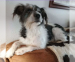 Small #4 Mutt