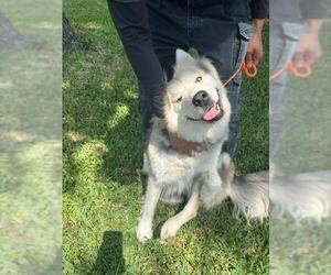 - Mix Dogs for adoption in Houston, TX, USA