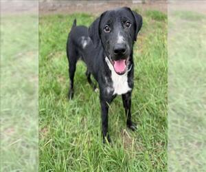 Labrador Retriever-Unknown Mix Dogs for adoption in Conroe, TX, USA