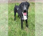 Small Labrador Retriever Mix