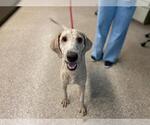 Small Labradoodle