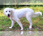 Small Great Pyrenees Mix