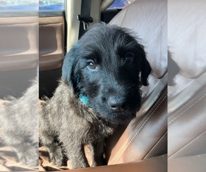 Labradoodle Puppy for sale in DAVENPORT, IA, USA