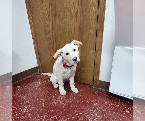 Medium Photo #5 Labrador Retriever-Unknown Mix Puppy For Sale in Fargo, ND, USA