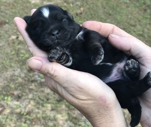 Shih Tzu Puppy for sale in MILTON, FL, USA