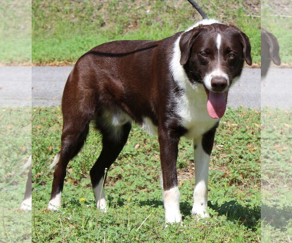 Medium Photo #2 Border Collie-Retriever  Mix Puppy For Sale in Prattville, AL, USA