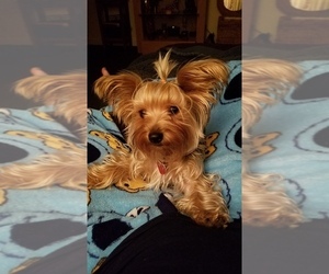 Mother of the Yorkshire Terrier puppies born on 04/20/2019