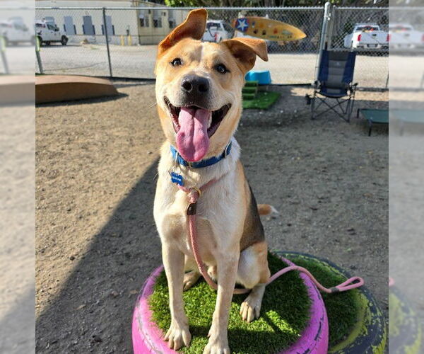 Medium Photo #2 German Shepherd Dog-Treeing Walker Coonhound Mix Puppy For Sale in Long Beach, CA, USA
