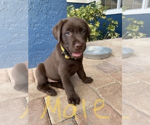 Labrador Retriever Puppy for sale in NAPLES, FL, USA