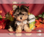 Small Photo #4 Morkie Puppy For Sale in SAFFORD, AZ, USA