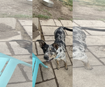 Small Australian Shepherd Mix