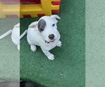 Small #5 Mutt