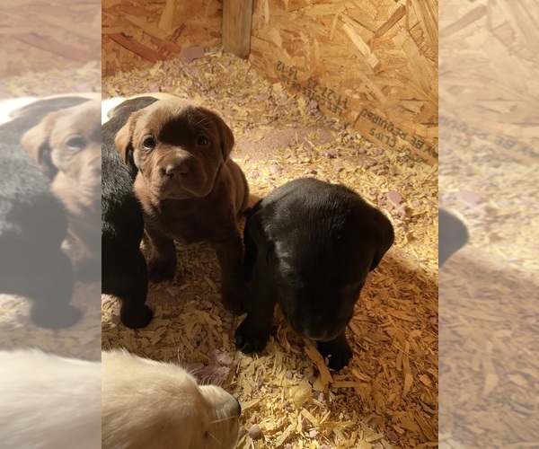 Medium Photo #8 Labrador Retriever Puppy For Sale in MENAHGA, MN, USA