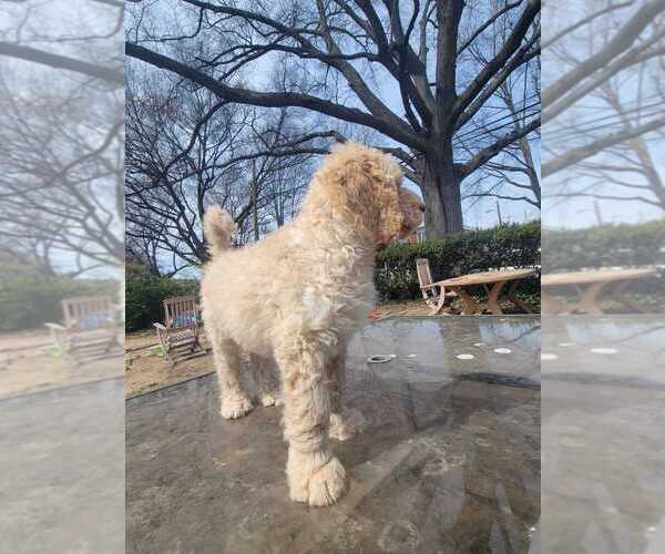 Medium Photo #19 Goldendoodle Puppy For Sale in WASHINGTON, DC, USA
