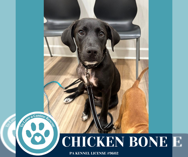 Medium Photo #1 Labrador Retriever-Unknown Mix Puppy For Sale in Kimberton, PA, USA