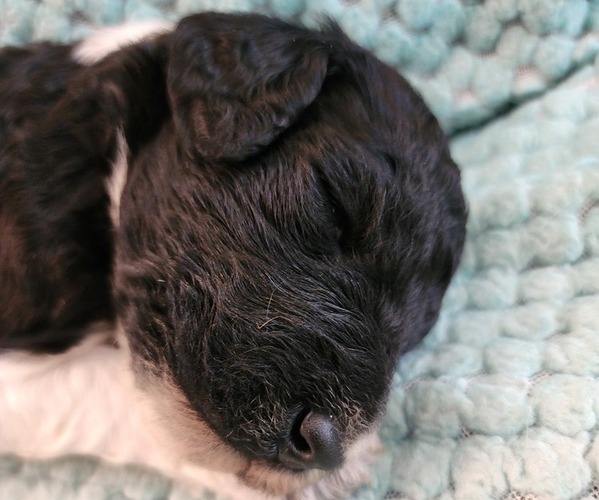 Medium Photo #8 Poodle (Standard) Puppy For Sale in CLAYTON, WA, USA