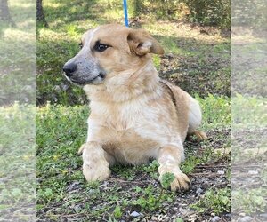 Pembroke Welsh Corgi-Unknown Mix Dogs for adoption in Wetumpka, AL, USA