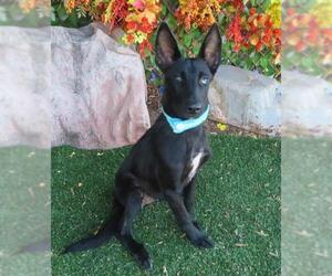 Gerberian Shepsky Dogs for adoption in Oklahoma City, OK, USA