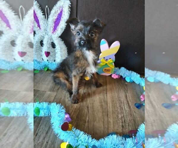Medium Photo #1 -Yorkshire Terrier Mix Puppy For Sale in LAPEER, MI, USA