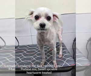 Medium Maltese Mix