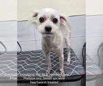 Small Maltese Mix