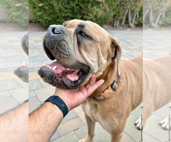 Medium Photo #6 Bullmastiff Puppy For Sale in Goodyear, AZ, USA