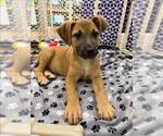 Small Labrador Retriever Mix