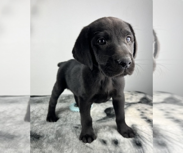 Medium Photo #6 Labrador Retriever Puppy For Sale in GREENWOOD, IN, USA