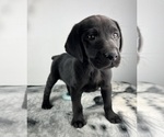 Small #5 Labrador Retriever