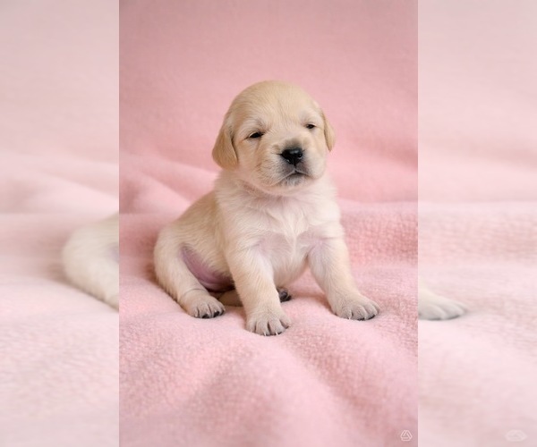 Medium Photo #3 English Cream Golden Retriever Puppy For Sale in MARVEL CAVE PARK, MO, USA
