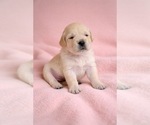 Small #2 English Cream Golden Retriever