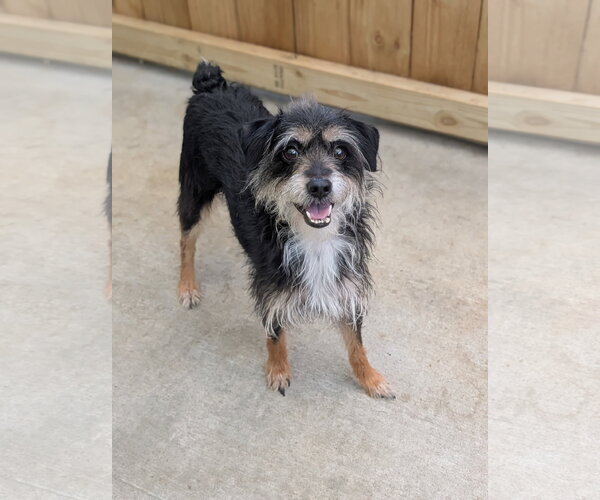 Medium Photo #3 Miniature Schnauzer-Unknown Mix Puppy For Sale in Oakhurst, NJ, USA