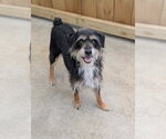 Small #2 Miniature Schnauzer Mix