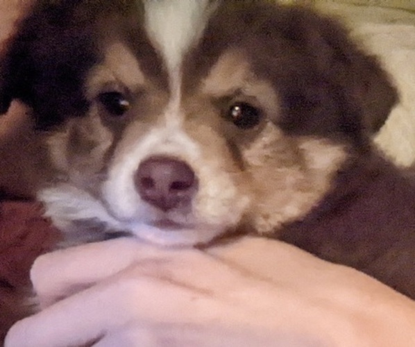 Medium Photo #4 Miniature Australian Shepherd Puppy For Sale in SPENCER, TN, USA