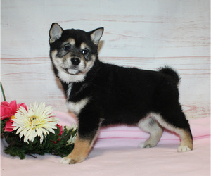 Shiba Inu Puppy for sale in CANTON, SD, USA