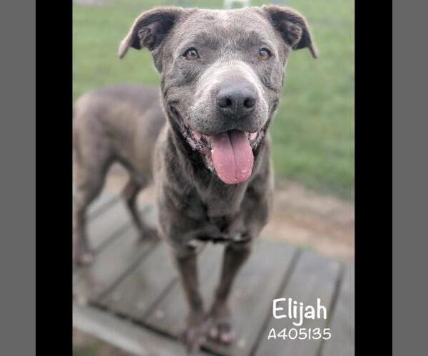 Medium Photo #2 American Pit Bull Terrier-Unknown Mix Puppy For Sale in Conroe, TX, USA