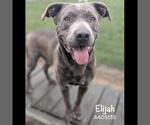 Small #1 American Pit Bull Terrier Mix