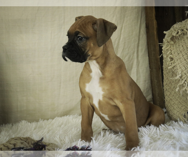 Medium Photo #8 Boxer Puppy For Sale in SHIPSHEWANA, IN, USA