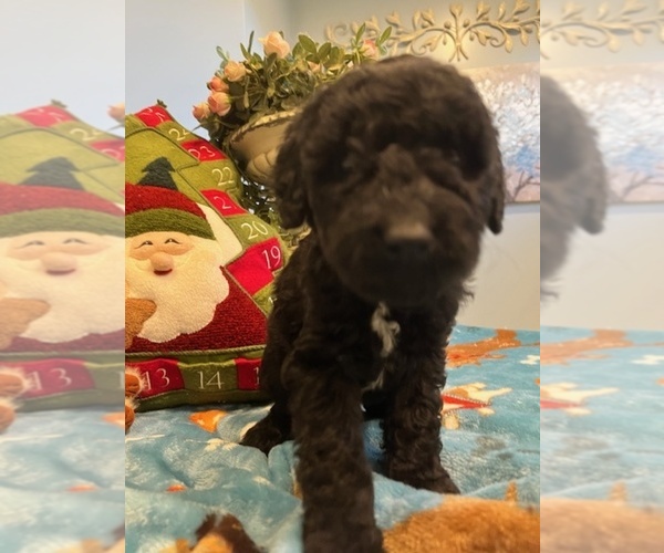 Medium Photo #11 Goldendoodle Puppy For Sale in NEW LONDON, NC, USA