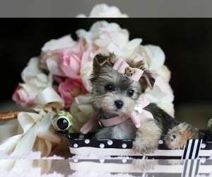 Morkie Puppy for sale in TAMPA, FL, USA